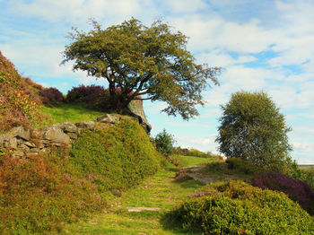 Trees growing on field against sky