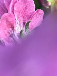 Close-up of pink flower