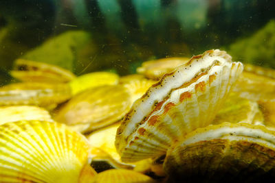 Scallop shell in the aquarium. selective focus