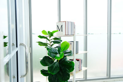 Close-up of potted plant on window sill at home