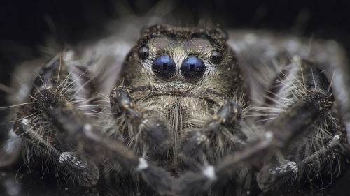 Close-up of spider