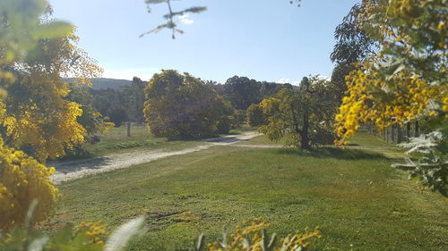 Scenic view of field against clear sky