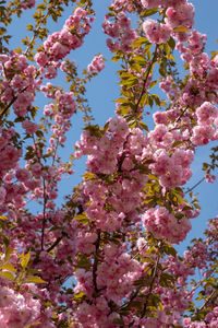 Low angle view of cherry blossoms in spring