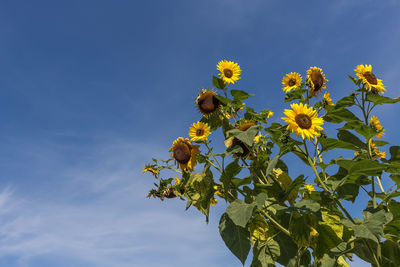 Low angle view of yellow flowers