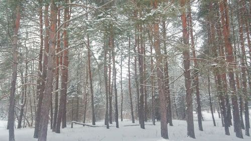 Bare trees in forest during winter