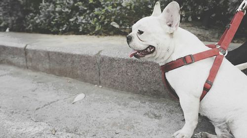 Close-up of dog