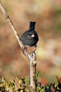 Junco perched on a branch