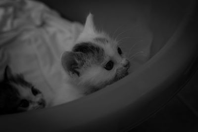 Close-up portrait of a cat