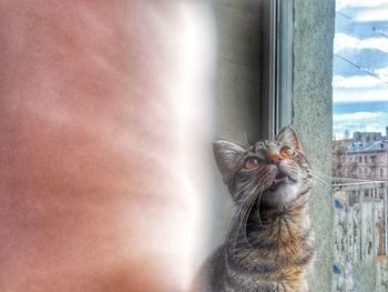 Portrait of cat on window