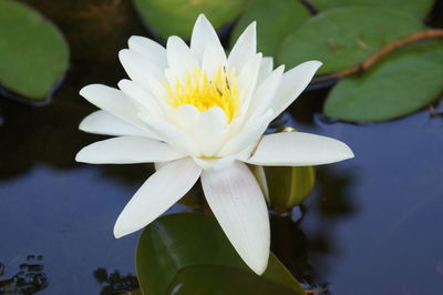 Close-up of wet lotus water lily