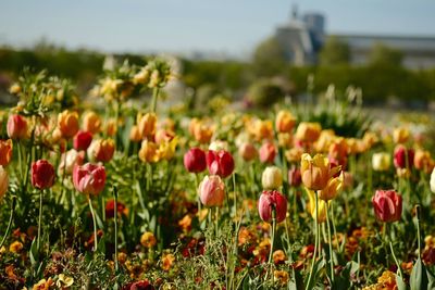Close-up of tulips in field