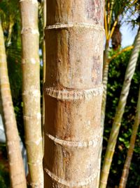 Close-up of bamboo tree trunk in forest