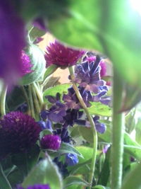 Close-up of purple flowers