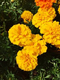 Close-up of marigold blooming outdoors