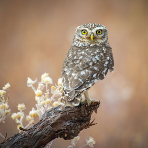 Close-up of owl perching on tree