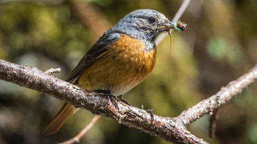 Close-up of bird perching on branch