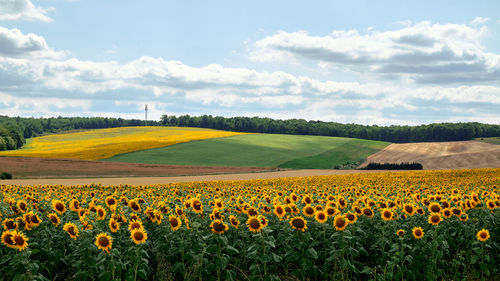 Scenic view of sunflower field against sky