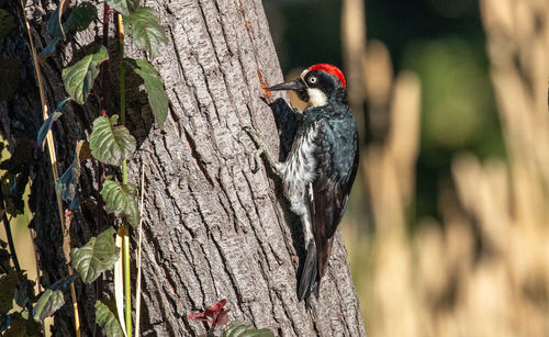 Close-up of woodpecker perching on tree trunk