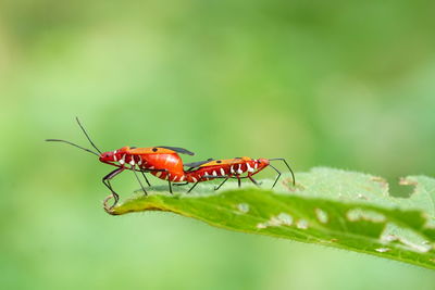 Close-up of insect on leaf