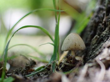 Close-up of mushrooms