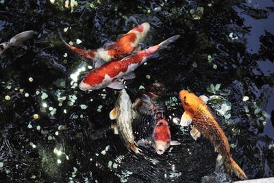 Fish swimming in a sea