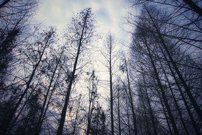 Low angle view of bare trees against sky