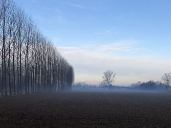 Bare trees on field against sky