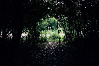 Trees in forest