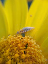 Close-up of yellow flowering plant