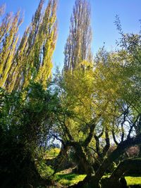 Low angle view of trees against sky