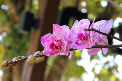 Close-up of pink flowering plant