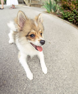 High angle view of dog on road