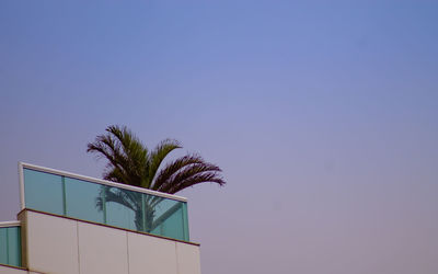 Low angle view of palm trees against clear blue sky