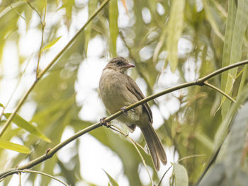 Low angle view of bird perching on branch