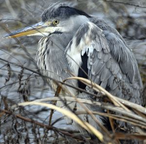 Close-up of bird perching on branch