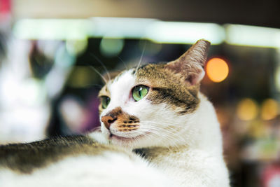 Close-up of a cat looking away