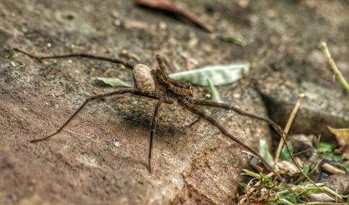 Close-up of insect on white surface