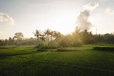 Scenic view of agricultural field against sky