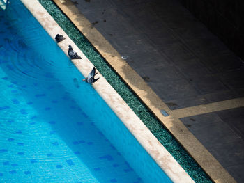 High angle view of swimming pool