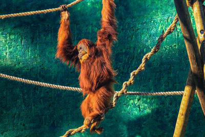 Monkey hanging on tree in zoo
