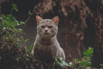 Portrait of a cat