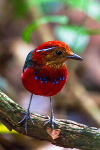 Close-up of bird perching on branch