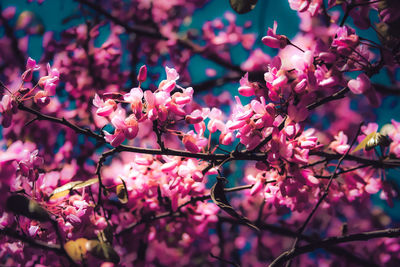 Close-up of pink cherry blossoms in spring