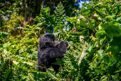 View of monkey on tree