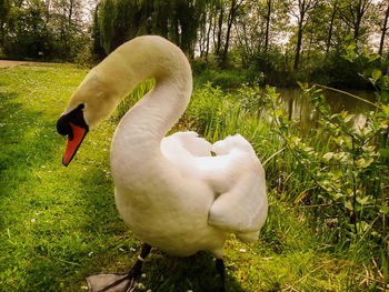 Close-up of swan swimming in lake