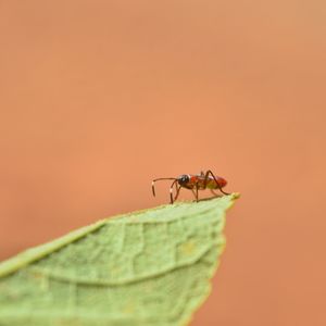 Close-up of insect