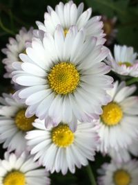 Close-up of white daisy blooming outdoors