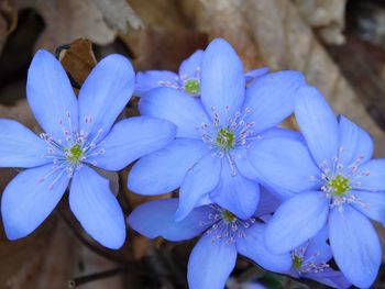 Close-up of purple flower