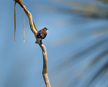 Bird perching on a branch