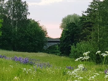 Scenic view of flowering plants and trees on field against sky